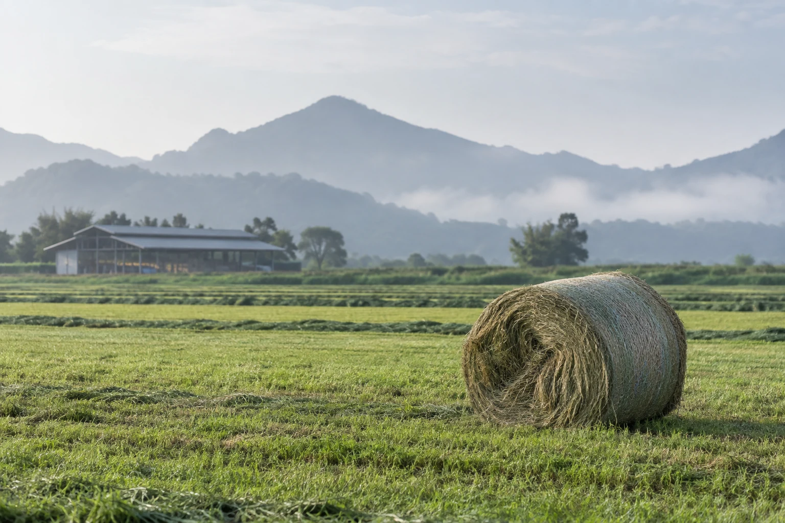 Dagru Farm's Yunnong Grass Feed Project — AI Concept Image